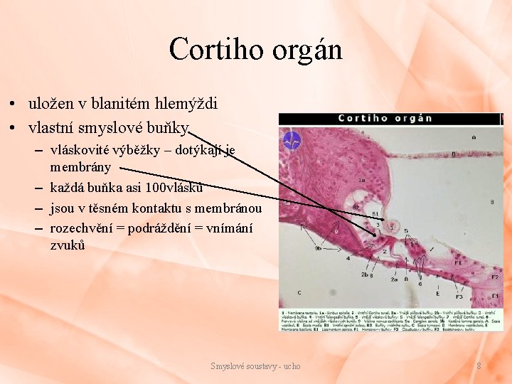 Cortiho orgán • uložen v blanitém hlemýždi • vlastní smyslové buňky – vláskovité výběžky