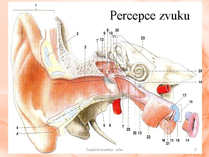 Percepce zvuku Smyslové soustavy - ucho 9 