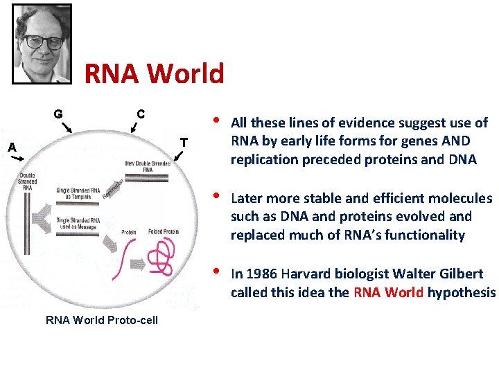 RNA World G C • All these lines of evidence suggest use of RNA