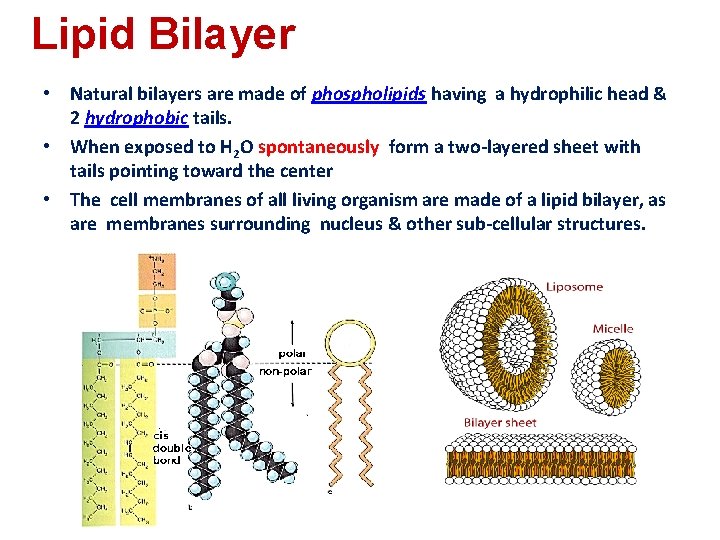 Lipid Bilayer • Natural bilayers are made of phospholipids having a hydrophilic head &