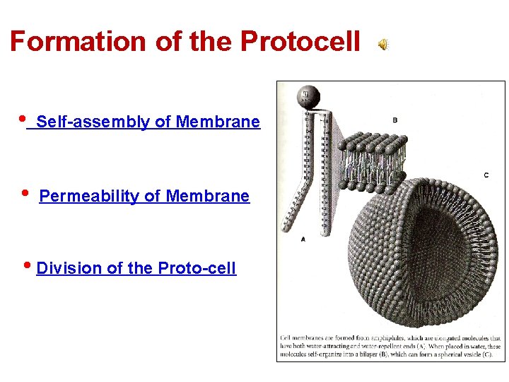 Formation of the Protocell • Self-assembly of Membrane • Permeability of Membrane • Division