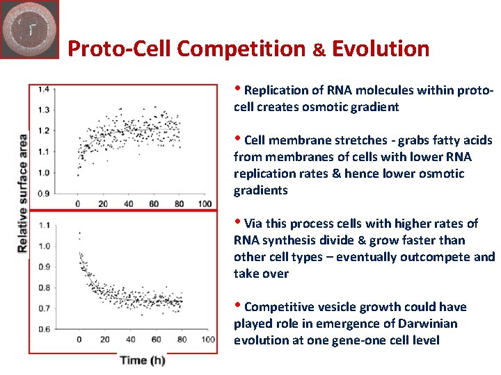 Proto-Cell Competition & Evolution • Replication of RNA molecules within protocell creates osmotic gradient