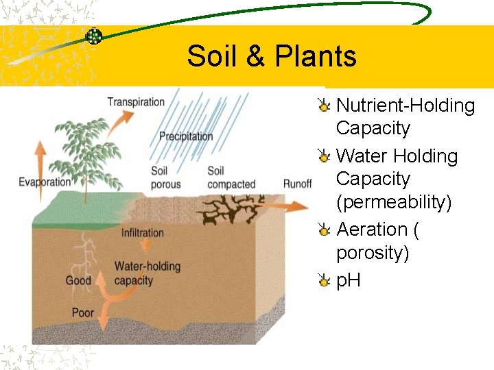 Soil & Plants Nutrient-Holding Capacity Water Holding Capacity (permeability) Aeration ( porosity) p. H Soil & Plants Nutrient-Holding Capacity Water Holding Capacity (permeability) Aeration ( porosity) p. H