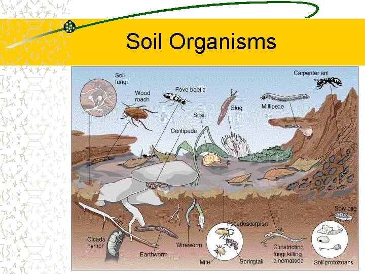 Soil Organisms Soil Organisms