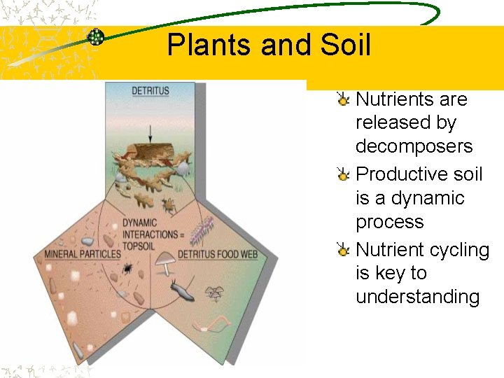 Plants and Soil Nutrients are released by decomposers Productive soil is a dynamic process Plants and Soil Nutrients are released by decomposers Productive soil is a dynamic process