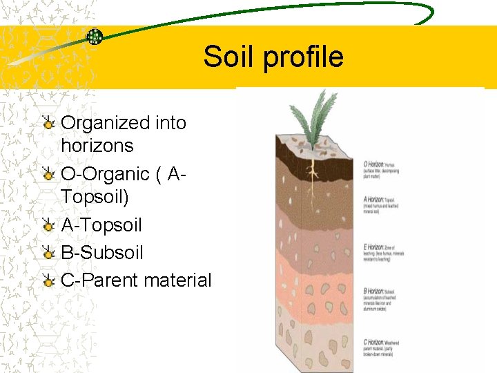 Soil profile Organized into horizons O-Organic ( ATopsoil) A-Topsoil B-Subsoil C-Parent material Soil profile Organized into horizons O-Organic ( ATopsoil) A-Topsoil B-Subsoil C-Parent material