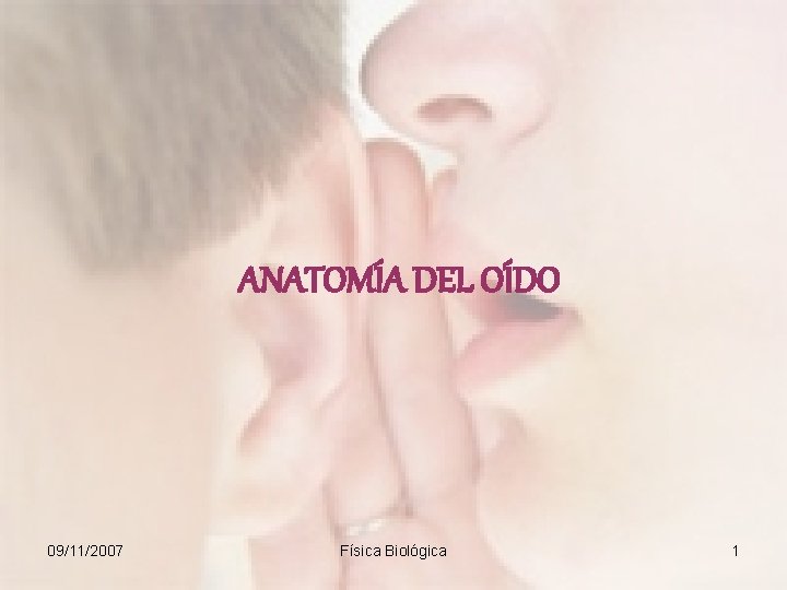 ANATOMÍA DEL OÍDO 09/11/2007 Física Biológica 1 