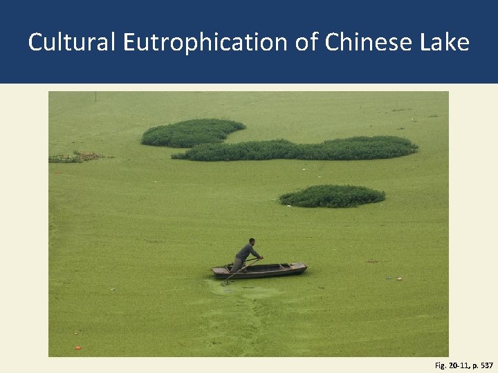 Cultural Eutrophication of Chinese Lake Fig. 20 -11, p. 537 