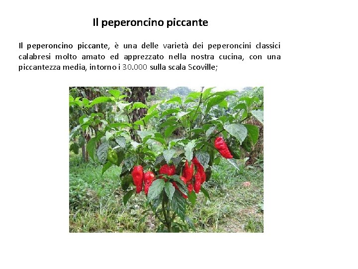 Il peperoncino piccante, è una delle varietà dei peperoncini classici calabresi molto amato ed