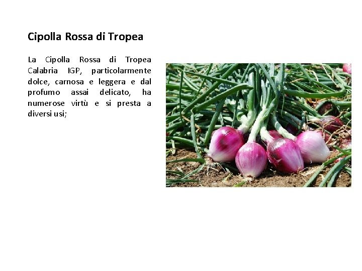 Cipolla Rossa di Tropea La Cipolla Rossa di Tropea Calabria IGP, particolarmente dolce, carnosa