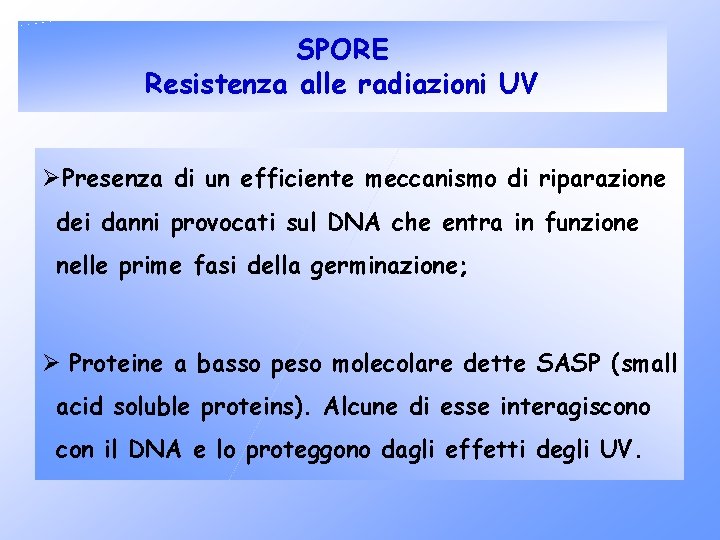 SPORE Resistenza alle radiazioni UV ØPresenza di un efficiente meccanismo di riparazione dei danni