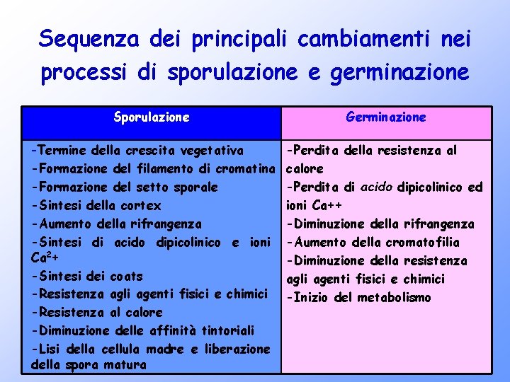 Sequenza dei principali cambiamenti nei processi di sporulazione e germinazione Sporulazione Germinazione -Termine della