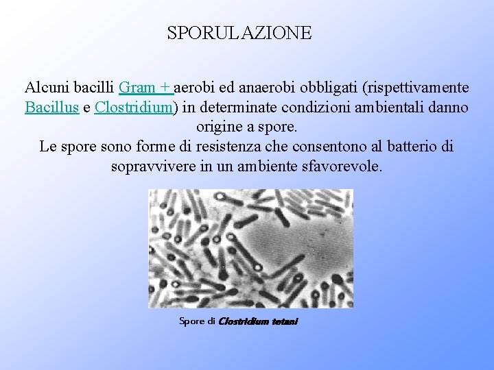 SPORULAZIONE Alcuni bacilli Gram + aerobi ed anaerobi obbligati (rispettivamente Bacillus e Clostridium) in