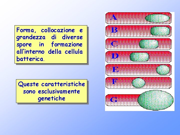 Forma, collocazione e grandezza di diverse spore in formazione all’interno della cellula batterica. Queste