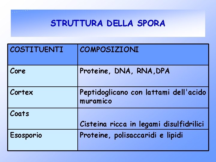 STRUTTURA DELLA SPORA COSTITUENTI COMPOSIZIONI Core Proteine, DNA, RNA, DPA Cortex Peptidoglicano con lattami