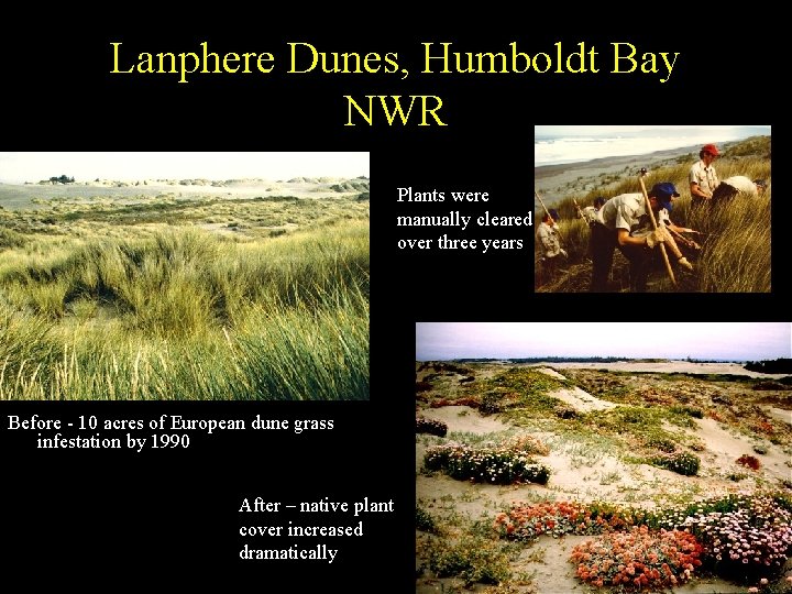 Lanphere Dunes, Humboldt Bay NWR Plants were manually cleared over three years Before -