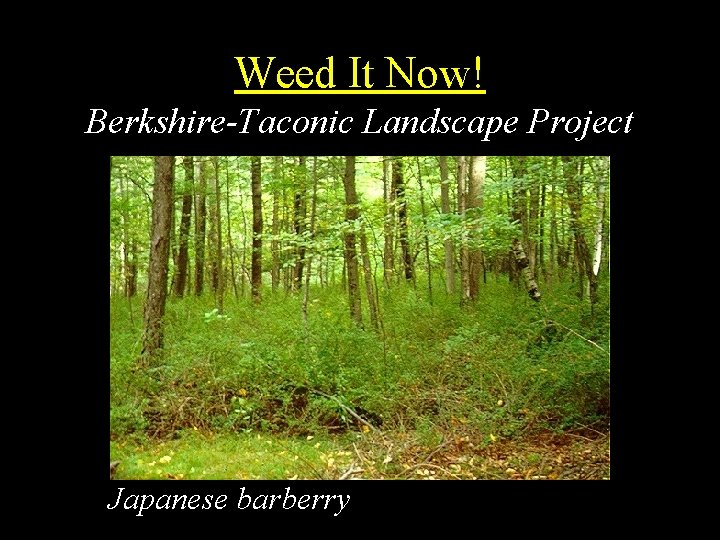 Weed It Now! Berkshire-Taconic Landscape Project Japanese barberry 