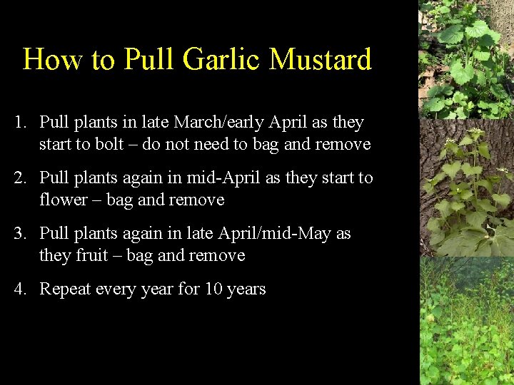 How to Pull Garlic Mustard 1. Pull plants in late March/early April as they
