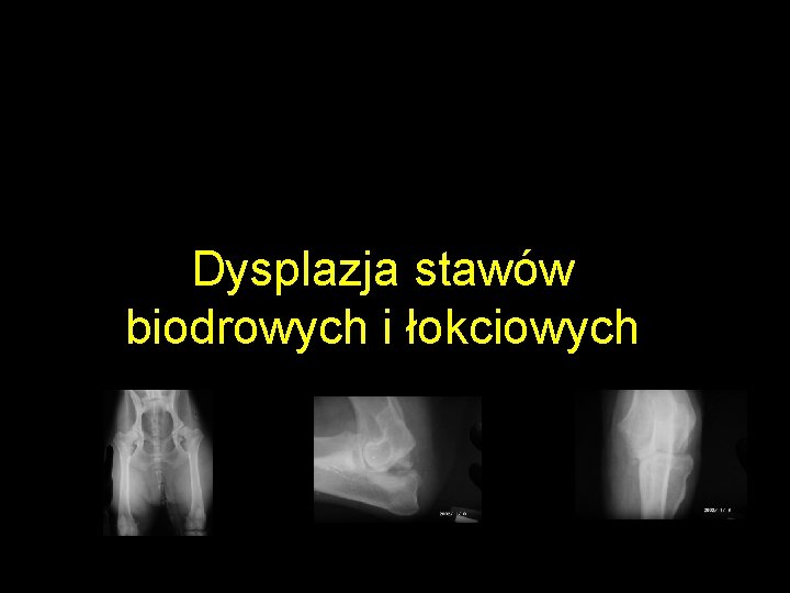 Dysplazja stawów biodrowych i łokciowych 