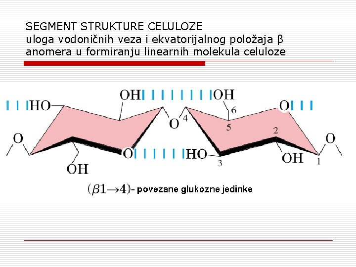 SEGMENT STRUKTURE CELULOZE uloga vodoničnih veza i ekvatorijalnog položaja β anomera u formiranju linearnih