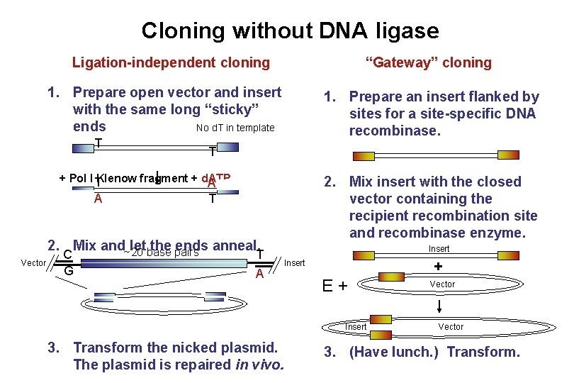 Cloning without DNA ligase “Gateway” cloning Ligation-independent cloning 1. Prepare open vector and insert