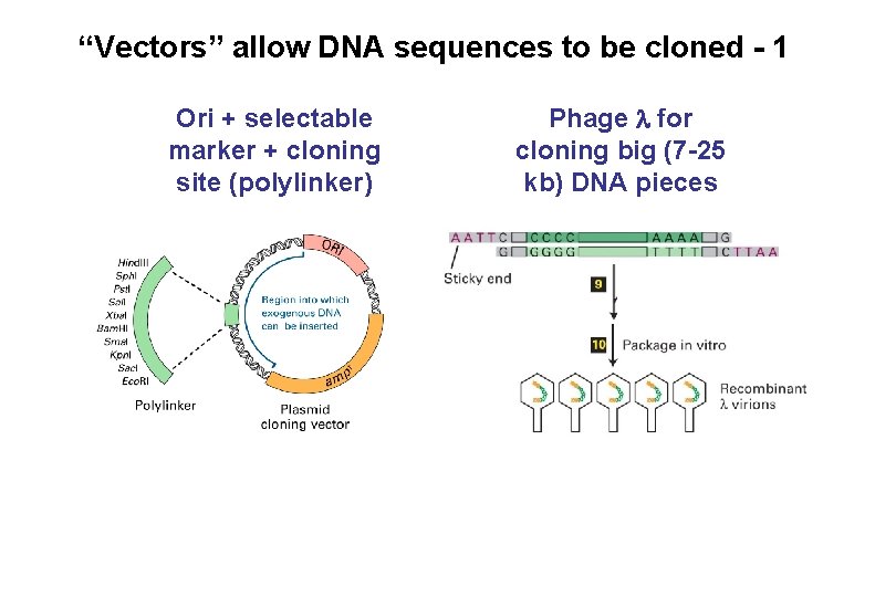 “Vectors” allow DNA sequences to be cloned - 1 Ori + selectable marker +