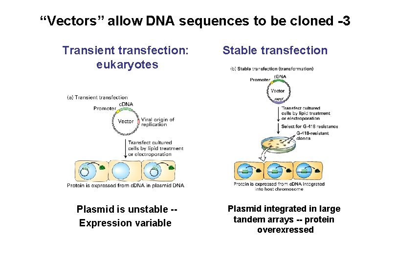 “Vectors” allow DNA sequences to be cloned -3 Transient transfection: eukaryotes Plasmid is unstable