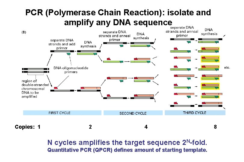 PCR (Polymerase Chain Reaction): isolate and amplify any DNA sequence Copies: 1 2 4