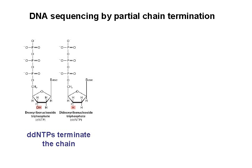 DNA sequencing by partial chain termination dd. NTPs terminate the chain 