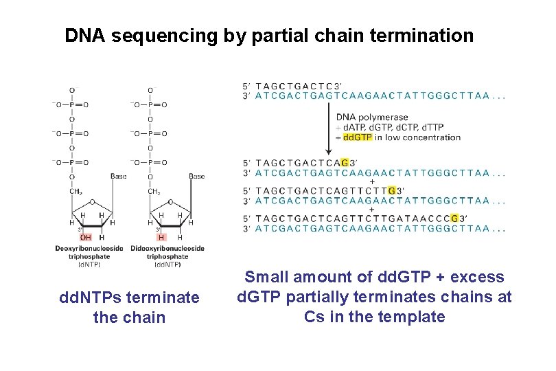 DNA sequencing by partial chain termination dd. NTPs terminate the chain Small amount of