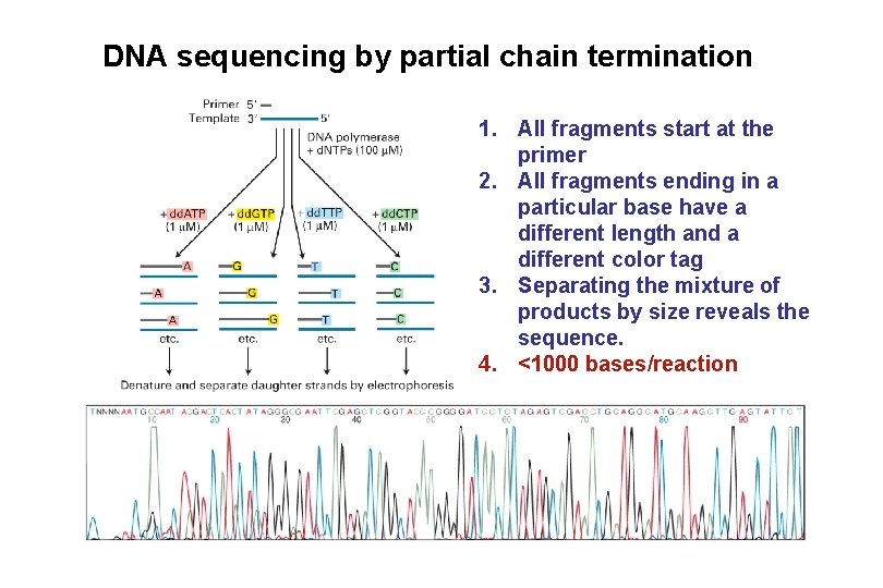 DNA sequencing by partial chain termination 1. All fragments start at the primer 2.