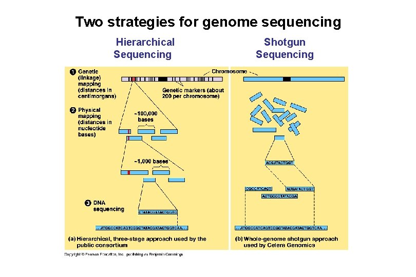 Two strategies for genome sequencing Hierarchical Sequencing Shotgun Sequencing 