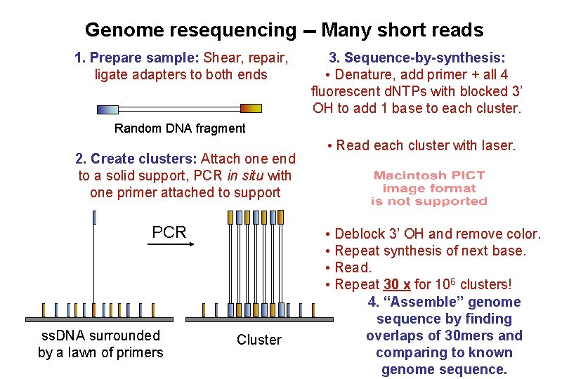 Genome resequencing -- Many short reads 1. Prepare sample: Shear, repair, ligate adapters to