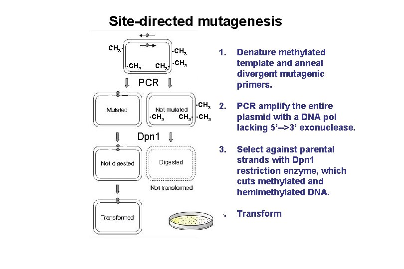 Site-directed mutagenesis CH 3 - -CH 3 1. Denature methylated template and anneal divergent