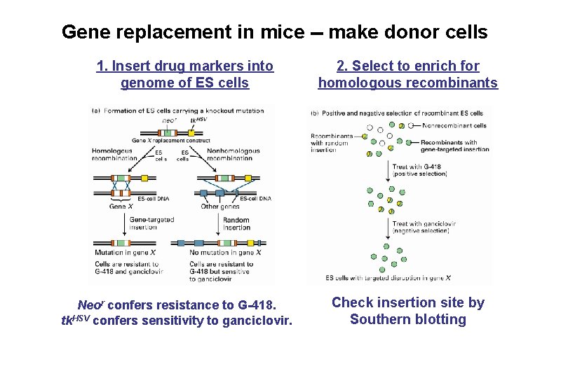 Gene replacement in mice -- make donor cells 1. Insert drug markers into genome