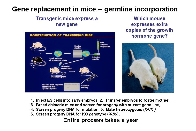 Gene replacement in mice -- germline incorporation Transgenic mice express a new gene 1.