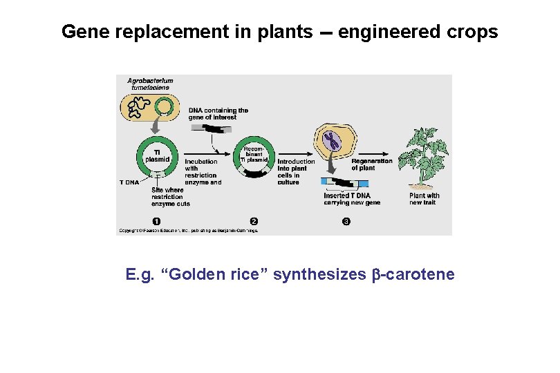 Gene replacement in plants -- engineered crops E. g. “Golden rice” synthesizes -carotene 