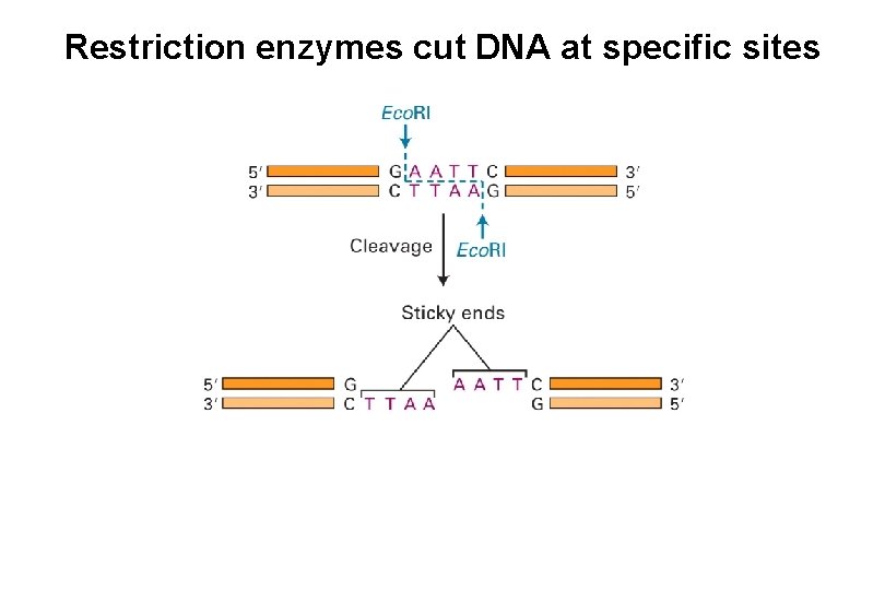 Restriction enzymes cut DNA at specific sites 