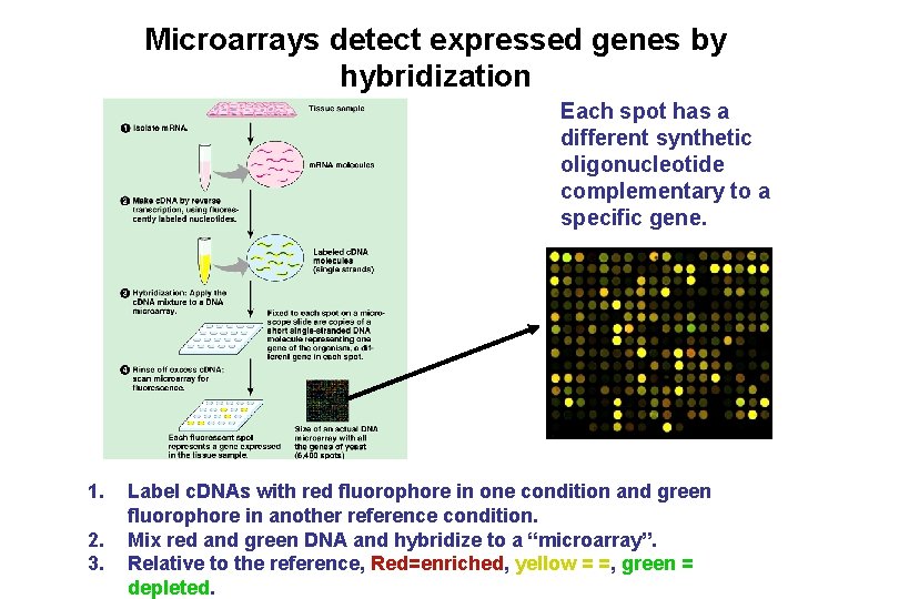 Microarrays detect expressed genes by hybridization Each spot has a different synthetic oligonucleotide complementary