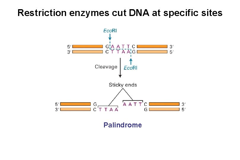 Restriction enzymes cut DNA at specific sites Palindrome 