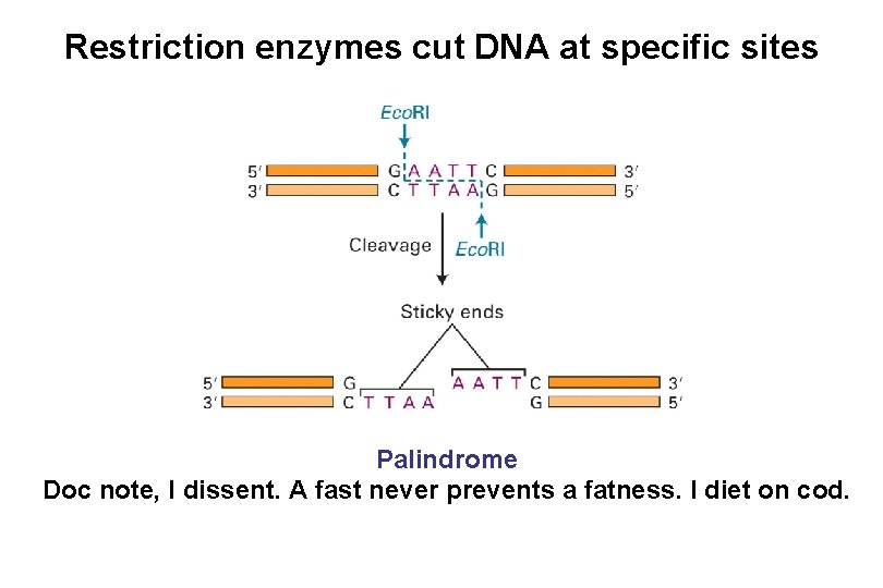 Restriction enzymes cut DNA at specific sites Palindrome Doc note, I dissent. A fast