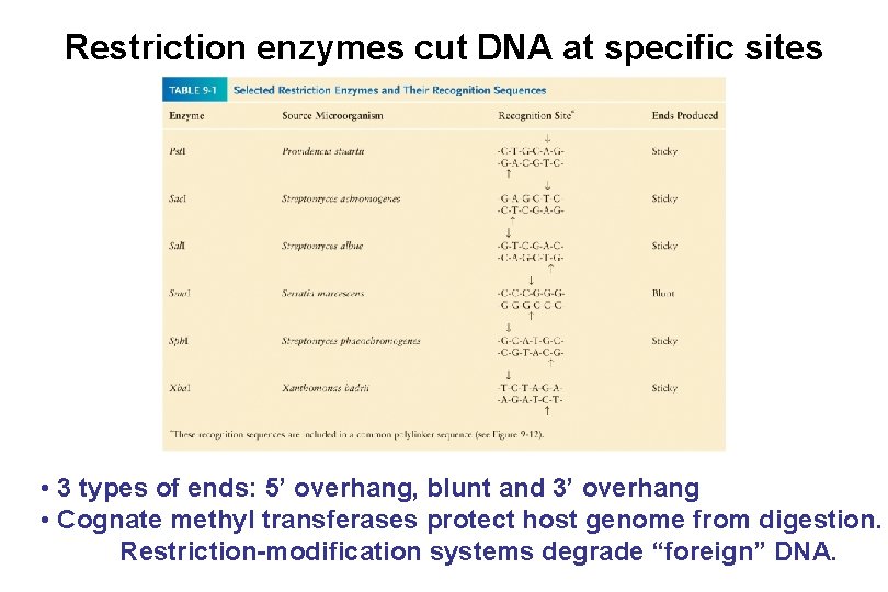 Restriction enzymes cut DNA at specific sites • 3 types of ends: 5’ overhang,