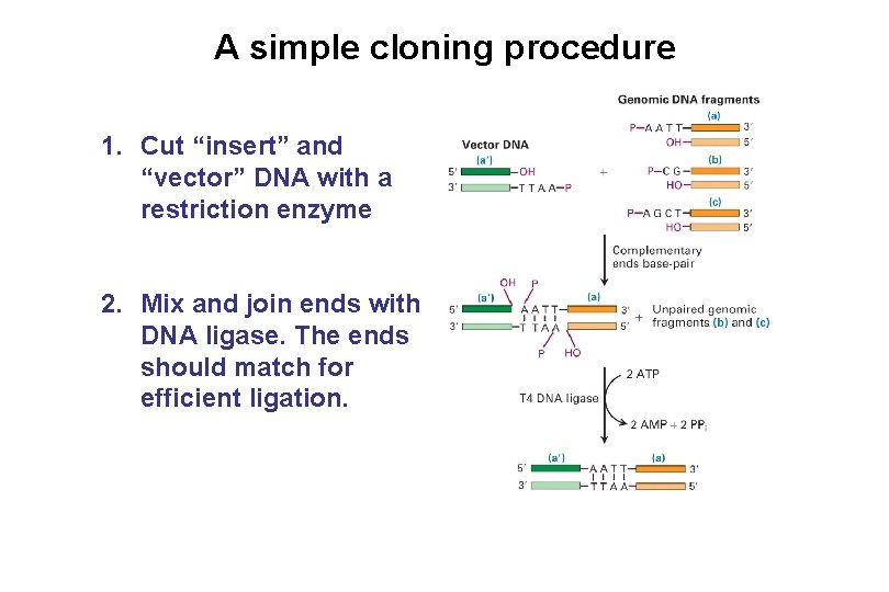 A simple cloning procedure 1. Cut “insert” and “vector” DNA with a restriction enzyme