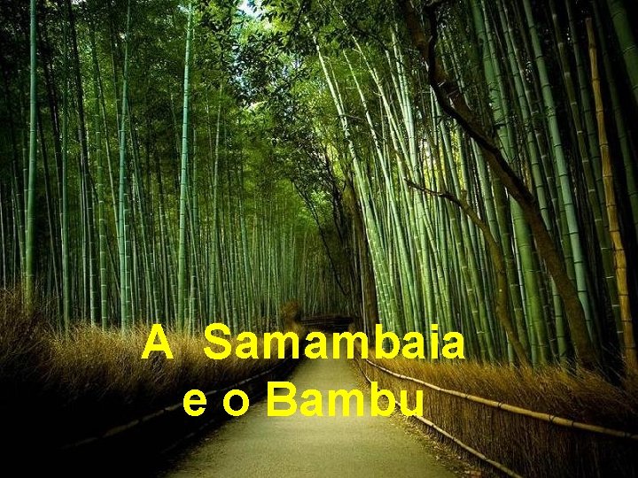 A Samambaia e o Bambu 