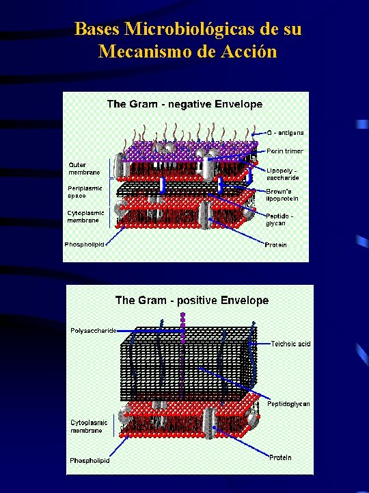 Bases Microbiológicas de su Mecanismo de Acción 