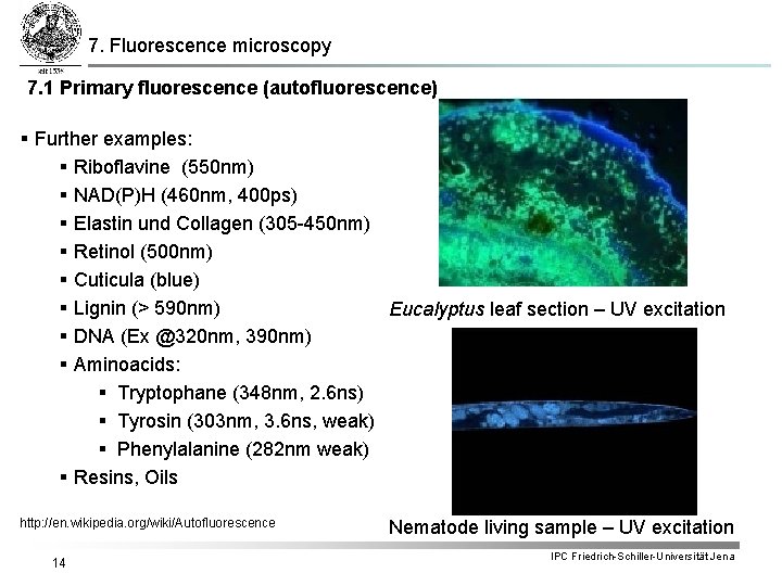 7. Fluorescence microscopy 7. 1 Primary fluorescence (autofluorescence) § Further examples: § Riboflavine (550