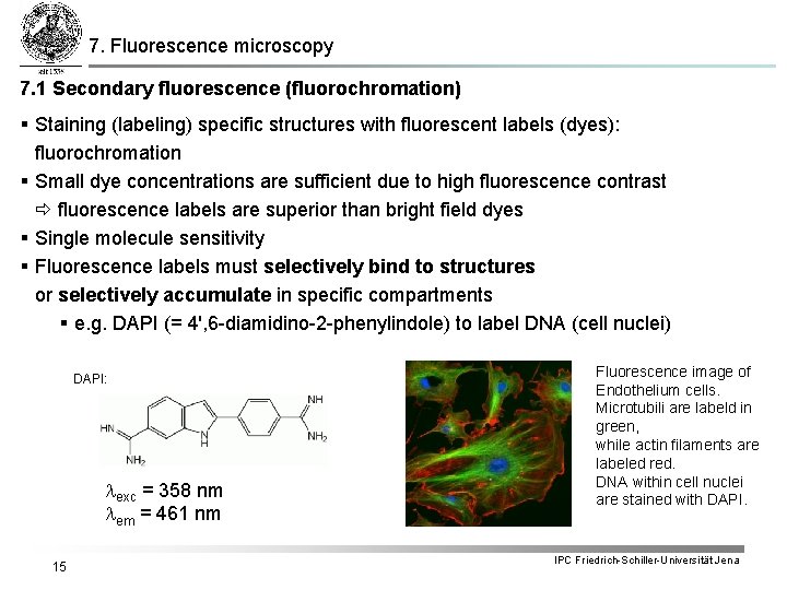 7. Fluorescence microscopy 7. 1 Secondary fluorescence (fluorochromation) § Staining (labeling) specific structures with