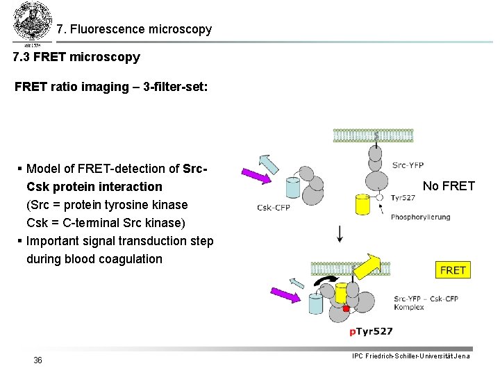 7. Fluorescence microscopy 7. 3 FRET microscopy FRET ratio imaging – 3 -filter-set: §