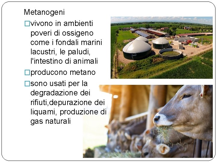 Metanogeni �vivono in ambienti poveri di ossigeno come i fondali marini lacustri, le paludi,