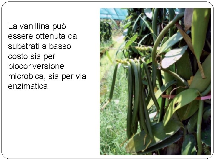 La vanillina può essere ottenuta da substrati a basso costo sia per bioconversione microbica,